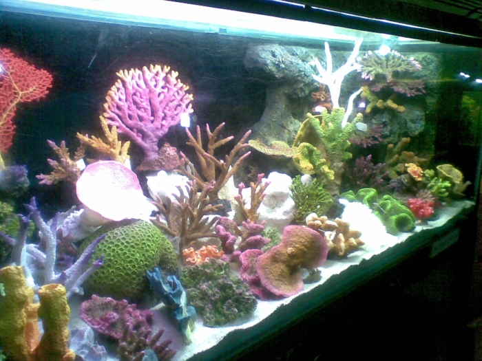 Aquarium-1